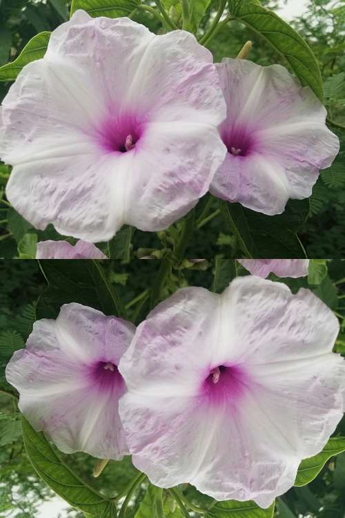 rotate image